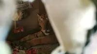 Harimau yang kabur ke rumah warga di India. (WTI)