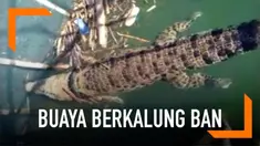 Buaya berkalung ban yang sempat menghebohkan Kota Palu ditemukan terjebak di perangkap ikan milik warga. Namun, buaya kembali menghilang sebelum sempat dievakuasi.
