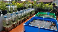 10 Jenis Ikan yang Mudah Dipelihara di Galon dan Banyak Dijual di Pasar