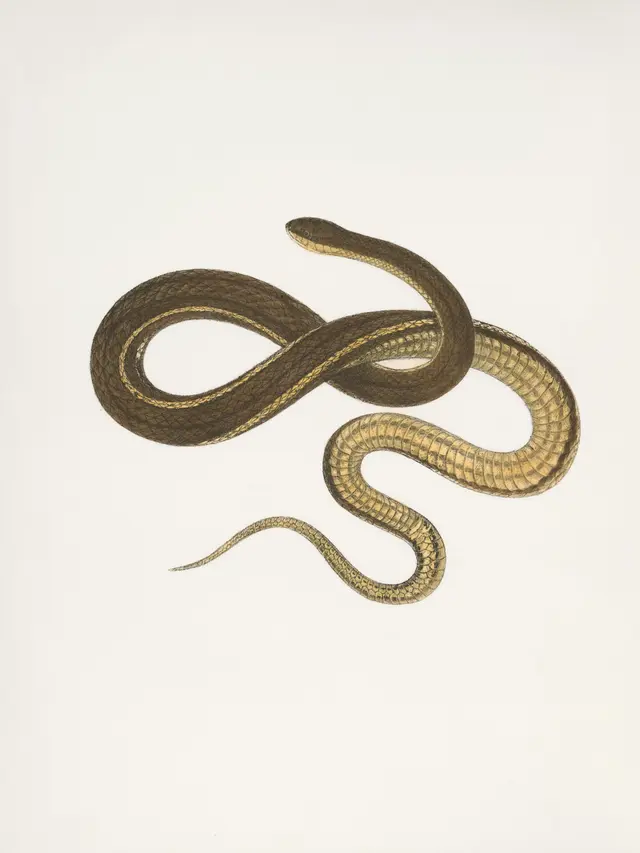 Coluber constrictor