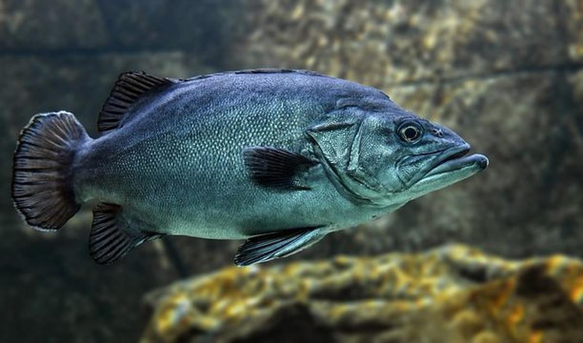 Menurut laporan Sleep Advisor, Kamis (14/12), sebagian besar&nbsp;ikan&nbsp;tidak dengan mata terbuka alias melek.