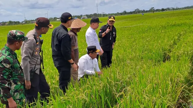 Mentan SYL Puas Pertanaman dan Peningkatan Luas Tanam Padi saat Kunker Food Estate Kalteng