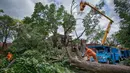 Petugas membenahi pohon tumbang akibat tornado yang menghalangi jalan di  Montreal Notre-Dame-de-Grace, Quebec, Rabu (23/8). Beberapa wilayah Kanada sudah dilanda petir serta hujan badai sejak Selasa (22/8). (Peter McCabe/The Canadian Press via AP)