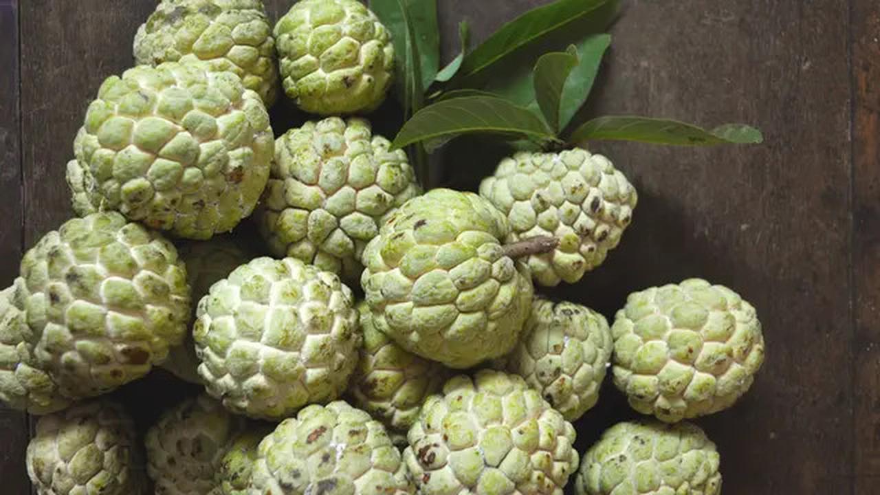 10 Keuntungan Makan Buah Srikaya yang Kini Mulai Banyak Dijual, Lengkap Efek Samping dan Cara Aman Konsumsinya