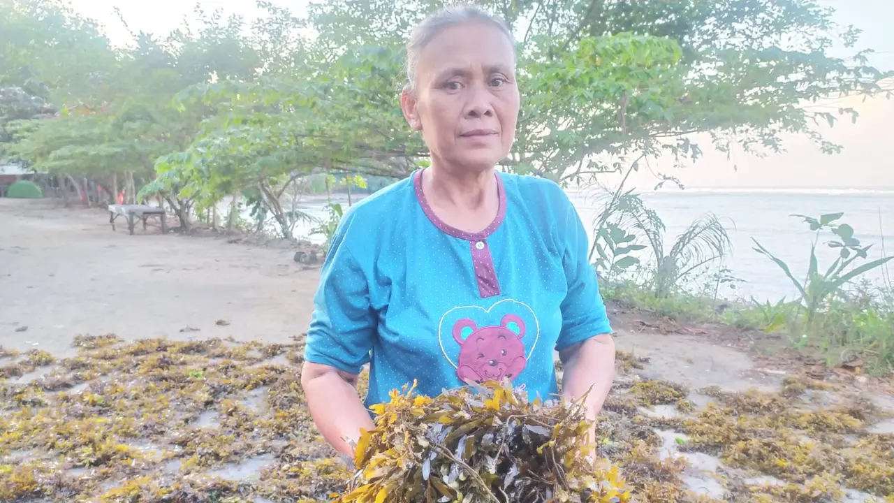Empat, salah satu nelayan di pantai Cikoreang, Desa Sancang, Kecamatan Cibalong, Garut, Jawa Barat tengah menjemur sasaripan atau alga cokelat.