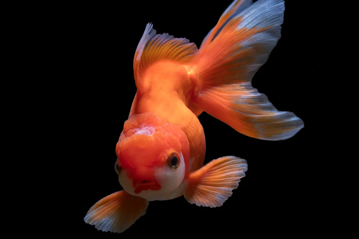 Ikan hias air tawar
