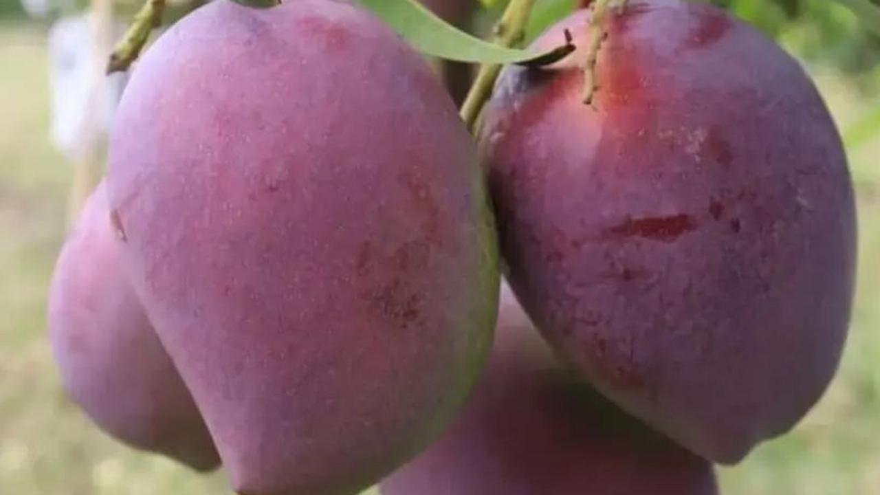 Umumnya kulit mangga berwarna hijau kekuningan. Namun, kulit Mangga Arum Merah Situbondo berwana merah keunguan. Mangga ini mencuri perhatian karena berbeda dari mangga-mangga lain.