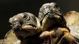 Seekor kura-kura Yunani berkepala dua difoto pada hari ulang tahun ke-20 di Jenewa, Swiss (3/9). Kura-kura ini diberi nama Janus yang diambil dari nama dewa berkepala dua. (AFP Photo/ Fabrice Coffrini)