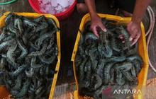 Fakta Menarik: Udang Lokal Primadona Kuliner Nusantara, KKP Pastikan Aman Dikonsumsi