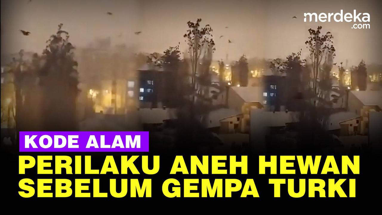 VIDEO: Viral Banyak Burung Panik Diduga Sebelum Gempa Turki, ini Penjelasan Ilmiahnya