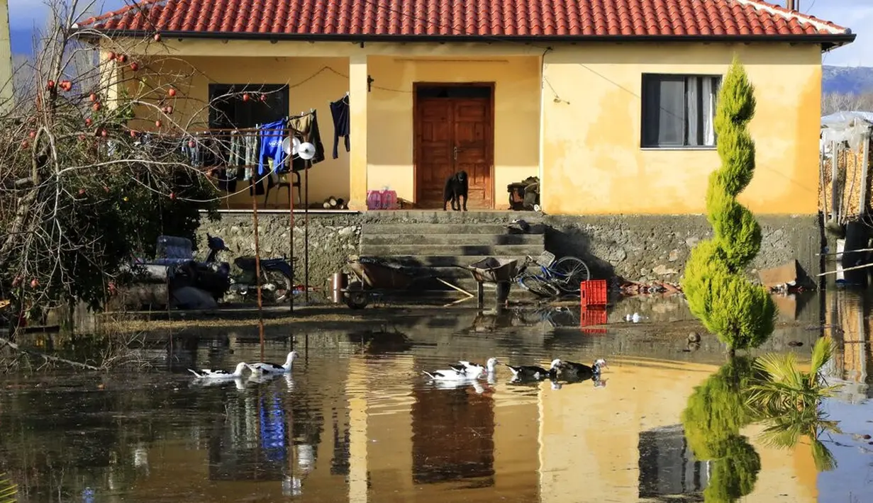 Bebek berenang melewati halaman yang banjir usai hujan lebat di Desa Obot, sekitar 100 kilometer (60 mil) barat laut Tirana, Albania, Senin (11/1/2021). Pihak berwenang telah mengevakuasi banyak warga menyusul banjir yang merendam ribuan hektare (acre) kawasan di Albania. (AP Photo/Hektor Pustina)