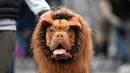 Seekor anjing mengenakan kostum ala singa saat menghadiri Tompkins Square Halloween Dog Parade di Manhattan, New York City, Amerika Serikat, Minggu (20/10/2019). (Johannes EISELE/AFP)