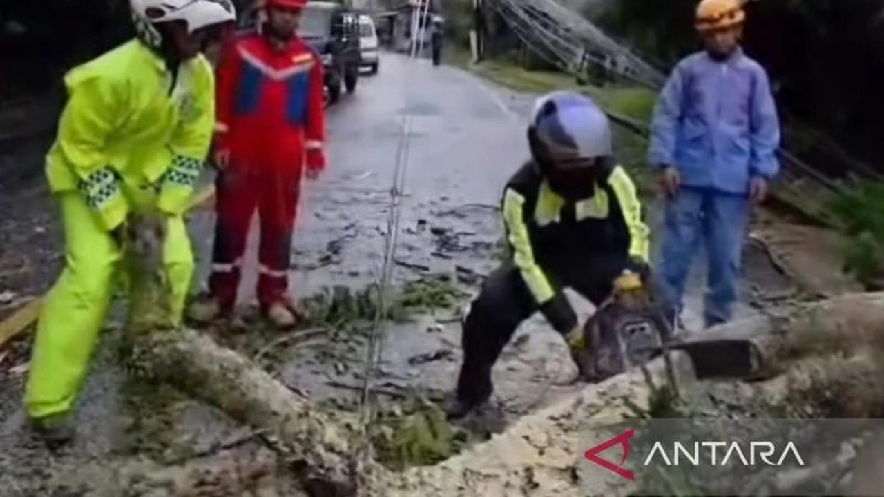 Penanganan Cepat Pohon Tumbang Puncak, Jalur Cipanas Sempat Terputus