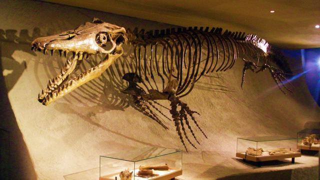 Ilustrasi fosil mosasaurus