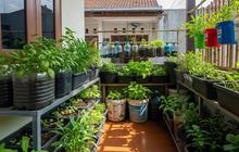 9 Cara Memanfaatkan Lahan Kecil Jadi Kebun Mini yang Aman untuk Keluarga