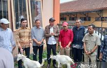 Fakta Unik Kambing Saanen, Kemensos Berikan Bantuan 25 Ekor untuk 6 Desa di Magelang