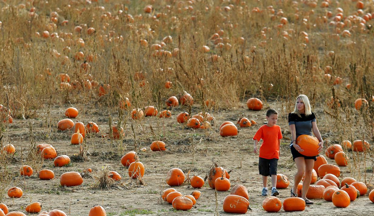 Seorang wanita membawa labu untuk merayakan hari Halloween di ladang Rock Creek Farm di Broomfield, Colorado, (27/10). Hari Halloween dirayakan setiap tahun pada tanggal 31 Oktober. (REUTERS/Rick Wilking)