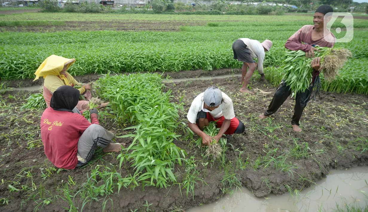 Petani sedang memanen sayuran segar berbagai jenis seperti Kangkung, Sawi dan bayem di Kelurahan Batusari,  Batuceper, Kota Tangerang,  Banten, Selasa (22/12/2020). Harga sayuran segar antara Rp 2000 ribu hingga Rp 3000 ribu per ikat. (merdeka.com/Dwi Narwoko)