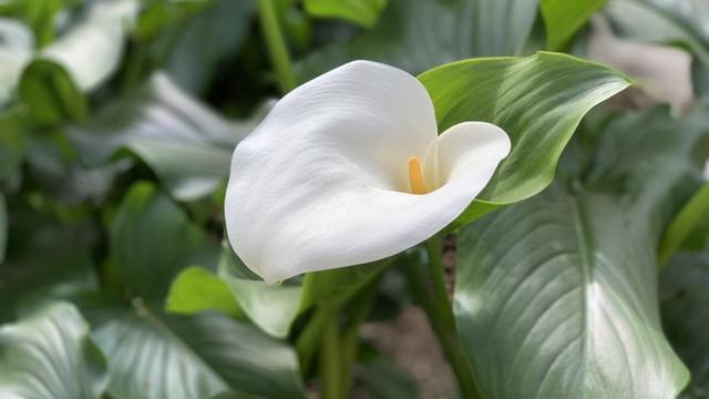 Anthurium Gelombang Cinta dan Andraeanum