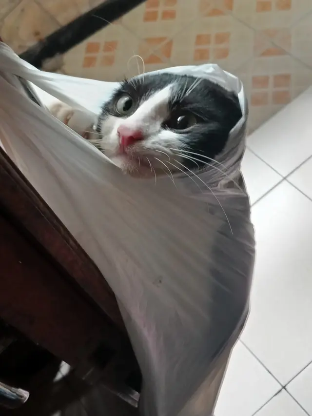 6 Kelakuan Nyeleneh Kucing saat di Dalam Plastik Ini Bikin Ketawa Geli