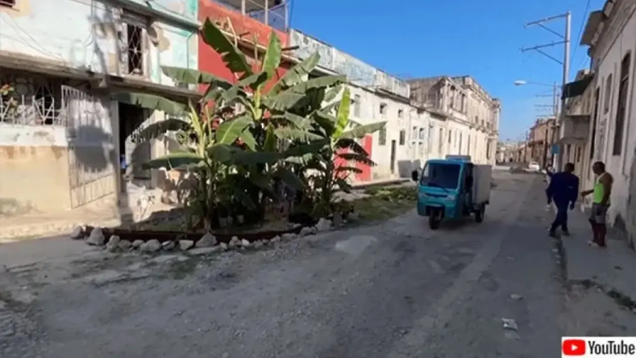Lama Tak Tertangani, Lubang Jalan di Kuba Berubah Jadi Perkebunan Pisang di Tengah Kota