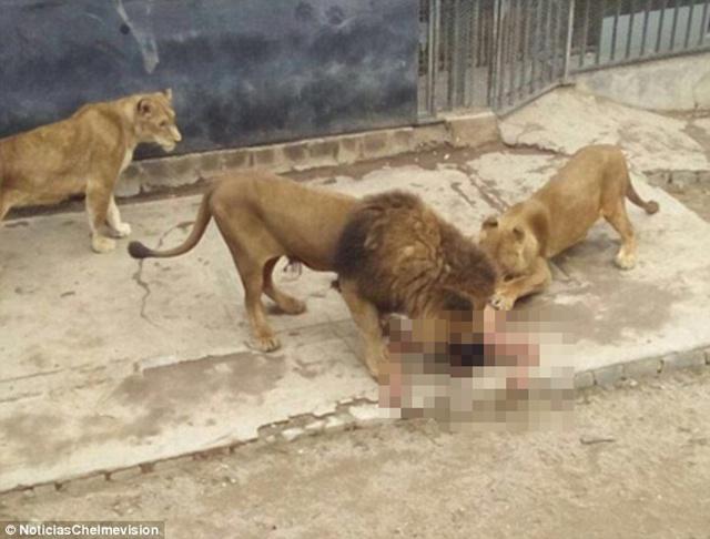 Singa-singa di dalam kandang menyerang pria | Photo: Copyright dailymail.co.uk