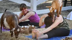 Seorang anak kambing menaiki pundak peserta kelas "Goat Yoga" atau Yoga Kambing di Thousand Oaks, California (4/6). Yoga bersama kambing yang kini menjadi tren di Amerika Serikat diselenggarakan oleh Lavenderwood Farm. (AFP Photo/Mark Ralston)