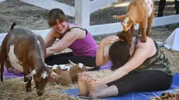 Seorang anak kambing menaiki pundak peserta kelas "Goat Yoga" atau Yoga Kambing di Thousand Oaks, California (4/6). Yoga bersama kambing yang kini menjadi tren di Amerika Serikat diselenggarakan oleh Lavenderwood Farm. (AFP Photo/Mark Ralston)