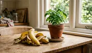 Cara Membuat Pupuk Kulit Pisang Tanpa Bau Menyengat, Manfaatkan Sampah Dapur