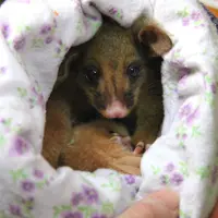 Bayi Possum Imut Ini Dijamin Bikin Kamu Menjerit Gemas Dini Hari