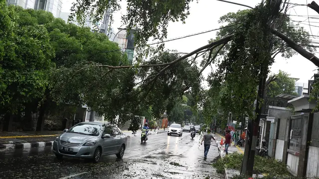 Hujan Deras, Sejumlah Pohon Tumbang di Ibu Kota