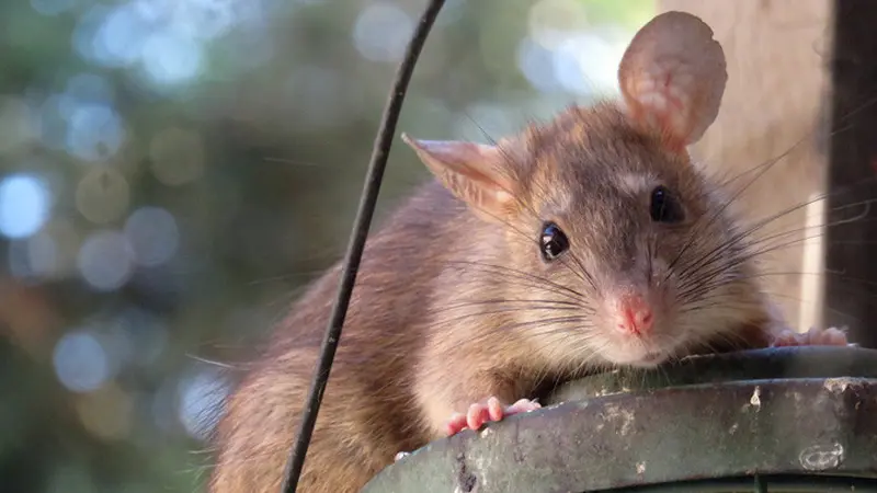 Tanpa Sadar Pria Ini Digerayangi Tikus Saat Asik Makan 