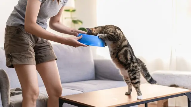 Manfaat Memelihara Kucing