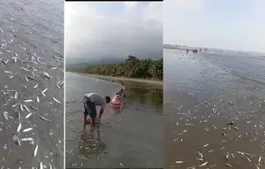 Ribuan Ikan Terdampar di Pantai Kolaka, Apakah Pertanda Bencana