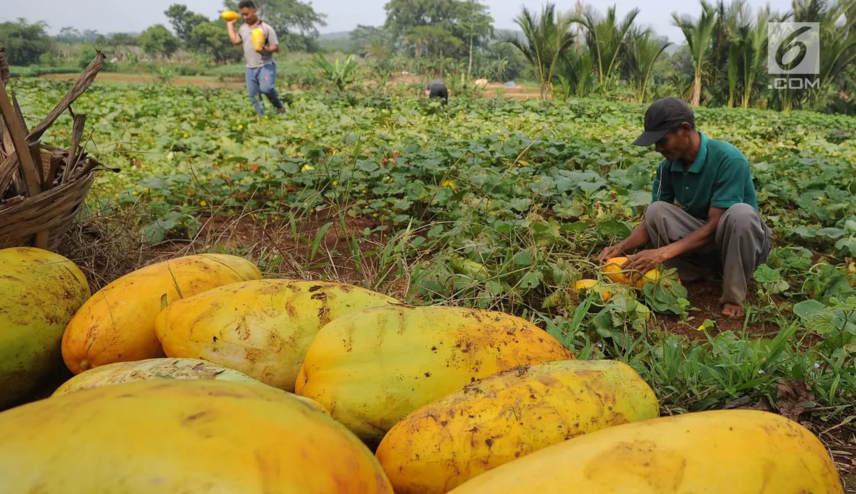 Petani memanen buah timun suri untuk keperluan berbuka puasa di Desa Kemang, Bogor, Selasa (7/5/2019). Intensitas hujan yang tinggi di Bogor menyebabkan hasil panen menurun sehingga harga timun suri naik 100 persen dari Rp 6 ribu per buah menjadi Rp 12 ribu per buah. (merdeka.com/Arie Basuki)