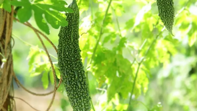 Foto: copyright shutterstock.com