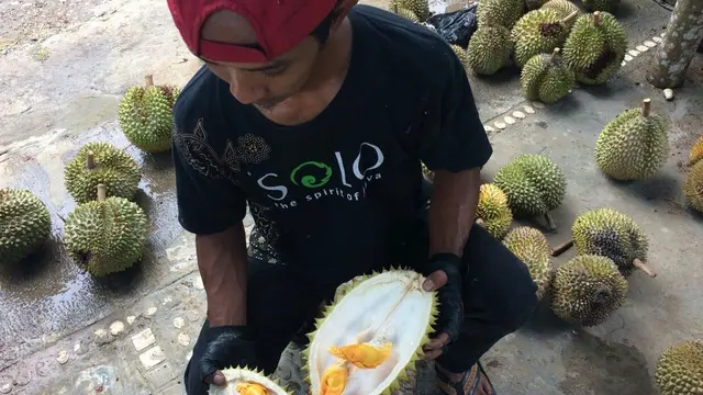 Durian Kencoro Rukmi
