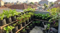 10 Kebun Sayur Kecil di Balkon Kos dengan Media Tanam Polybag, Pilihan Tanaman Cepat Panen