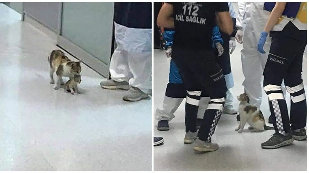 Kisah Induk Kucing Bawa Anaknya ke Rumah Sakit Ini Bikin Haru