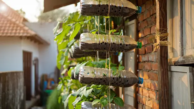 Ide Kebun Ubi Gantung (AI)
