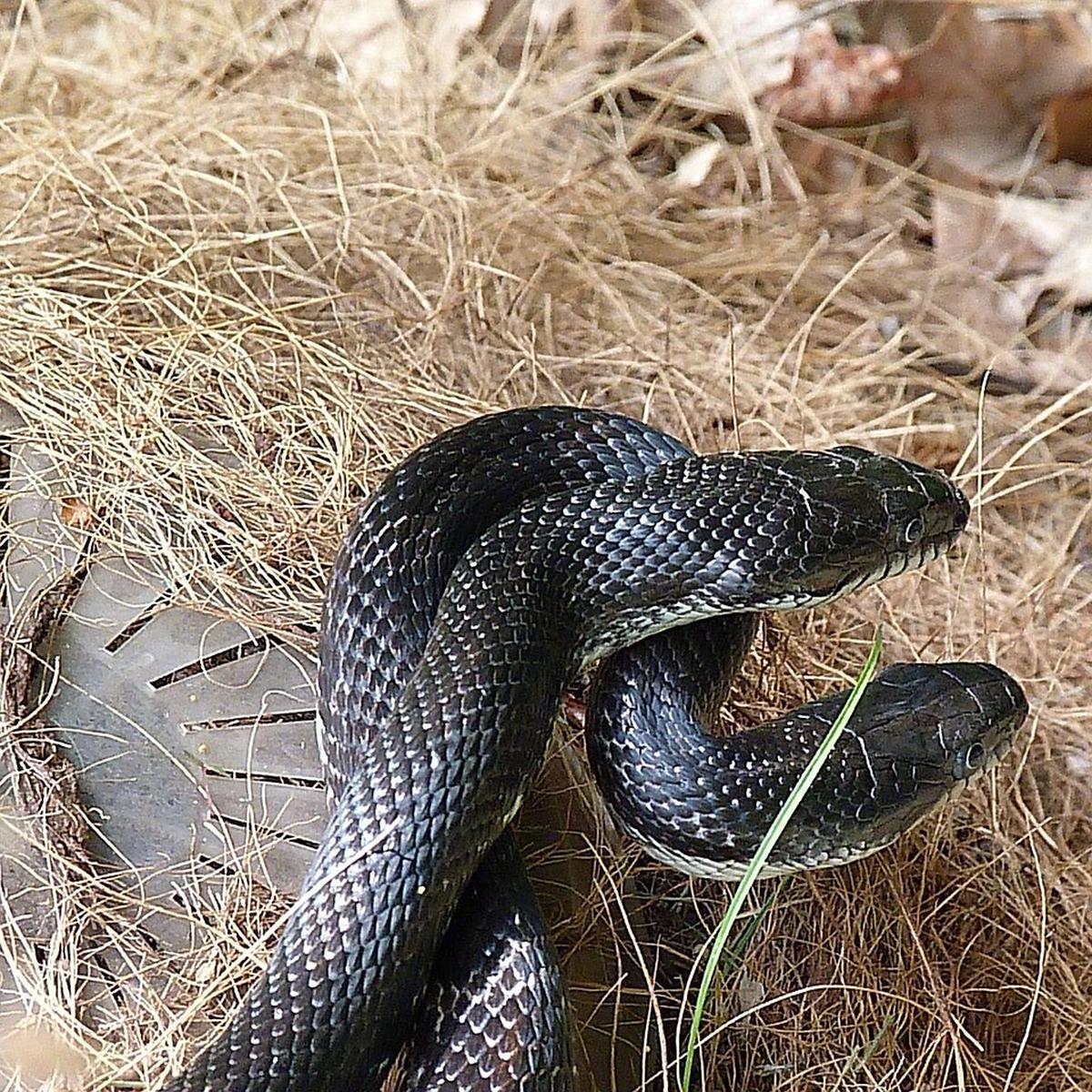 Ilustrasi Ular Black Mamba