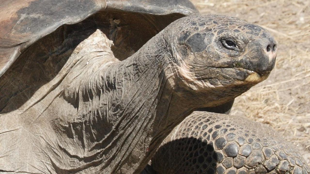 7. Kura-kura Raksasa Galapagos<br>
