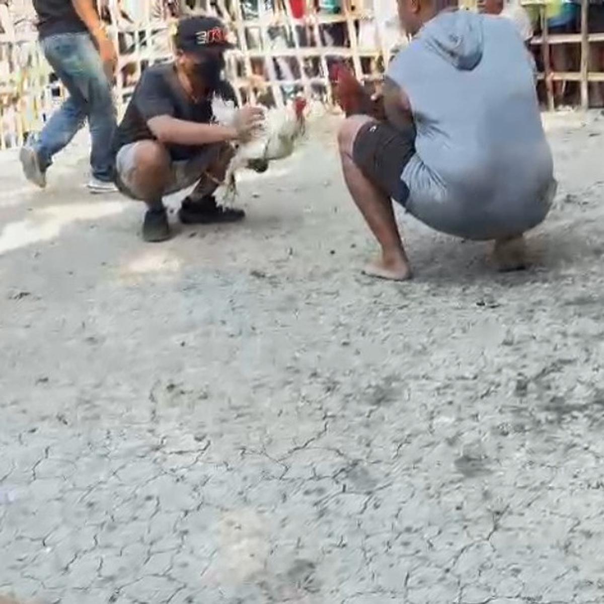 Kanit Reskrim Polsek di NTT Diduga Main Judi Sabung Ayam