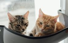 10 Jenis Kucing Tercantik di Dunia Versi A-Z Animals, Apakah Anabul Kesayanganmu Termasuk?