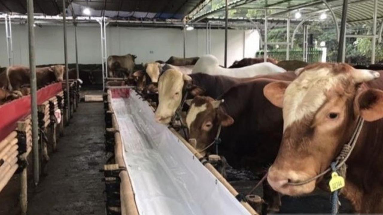 Perusahaan Asal Vietnam Bakal Bangun Peternakan Sapi Perah di Poso, Luas Lahan 15.000 Hektare
