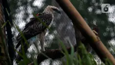 Burung Elang Brontok (Nisaetus Cirrhatus) bertengger dalam sangkar besar yang ada di area pelepasan burung Cangkuang, Cidahu, Jawa Barat. Lokasi Pelepasan Elang Brontok ditentukan  setelah melewati penilaian habitat oleh Balai TNGHS. (merdeka.com/Imam Buhori)