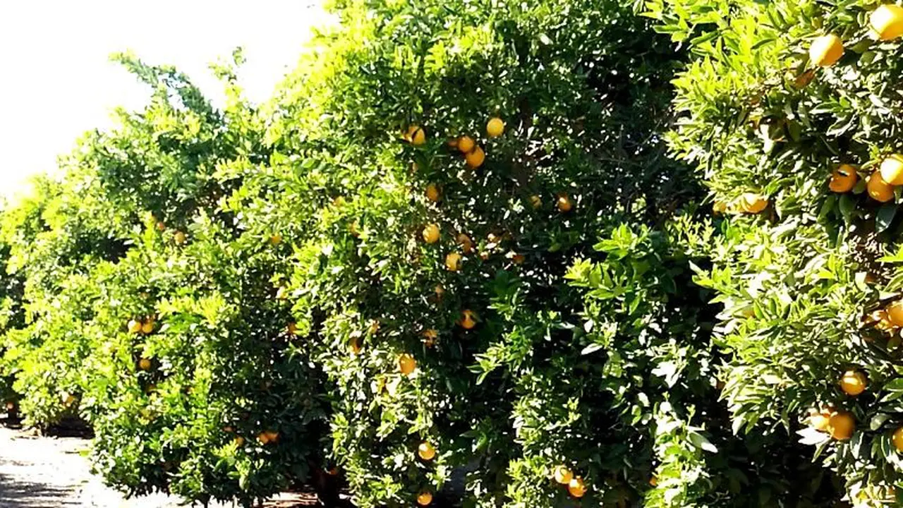 Citrus di Southern Cross Farm, Mildura, Austraiia. (Liputan6.com/Tanti Yulianingsih)