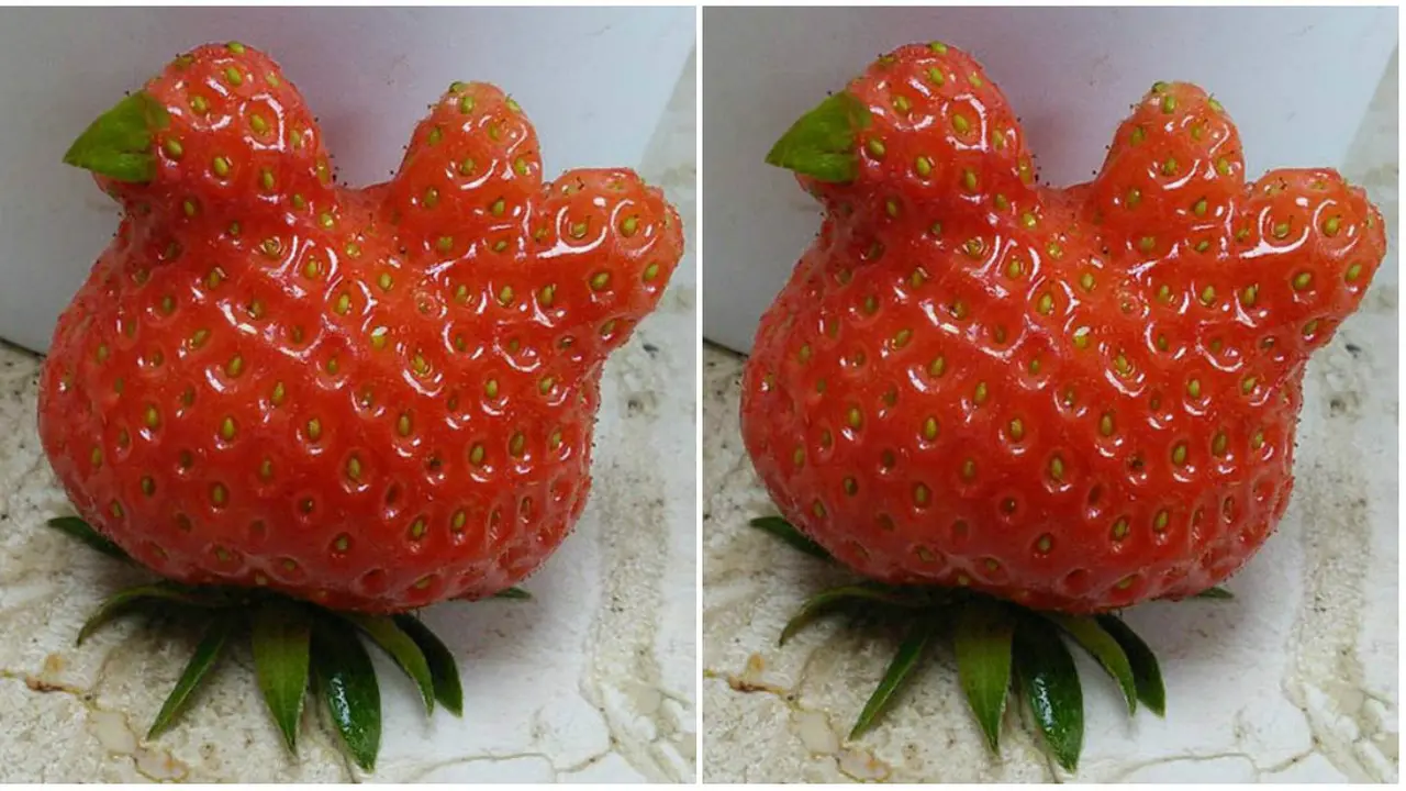 Buah Stroberi Unik Mirip Anak Ayam