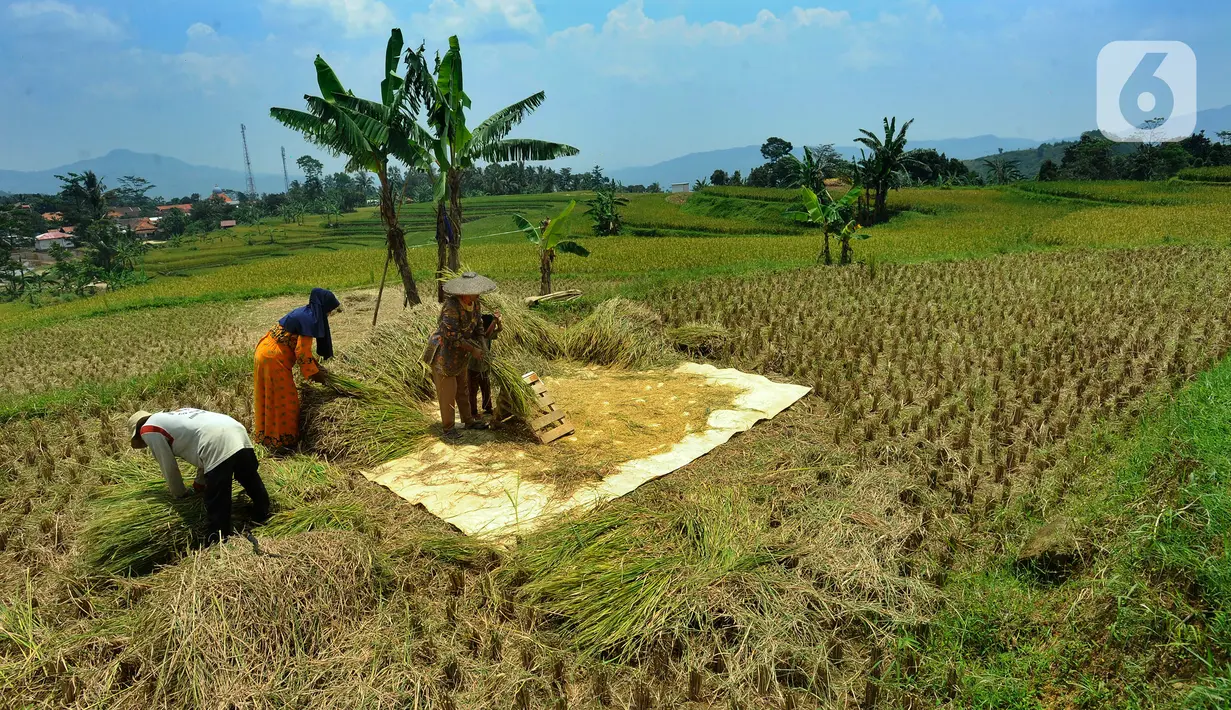 Harga gabah di tingkat petani saat ini mengalami kenaikan dari Rp 500 ribu/kwintal menjadi Rp 650 ribu/kwintal. (merdeka.com/Arie Basuki)