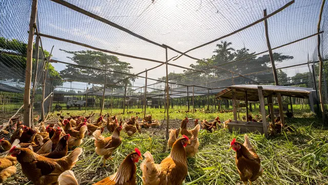 Model Kandang Ayam Semi Umbaran Biar Ayam Lebih Sehat dan Cepat Besar (AI)